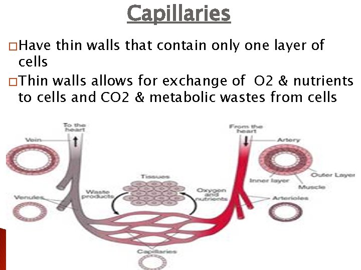 Capillaries � Have thin walls that contain only one layer of cells � Thin