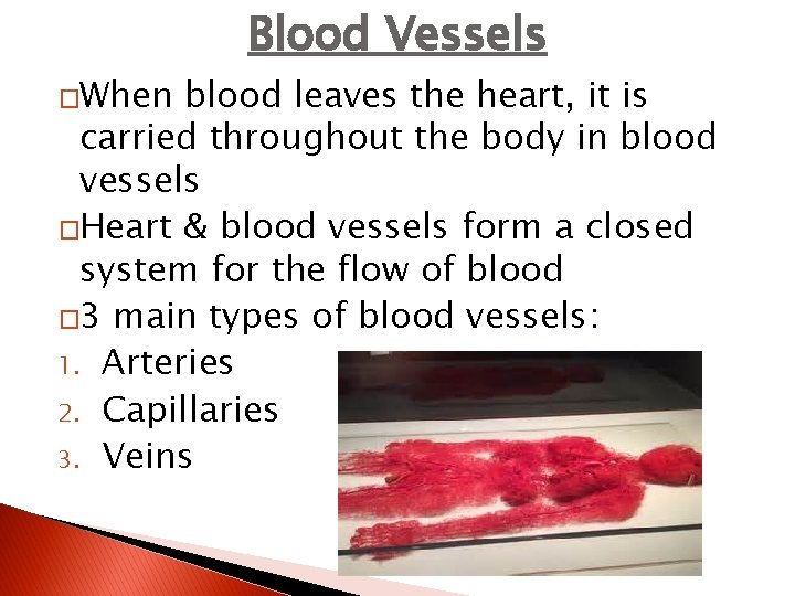�When Blood Vessels blood leaves the heart, it is carried throughout the body in