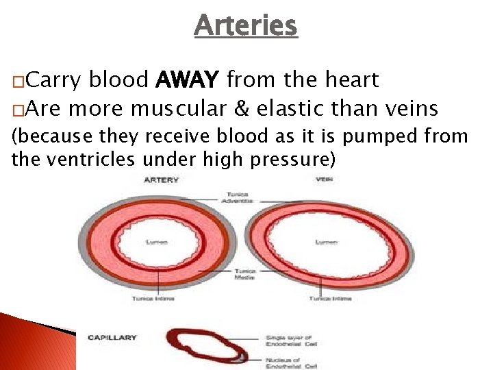 Arteries �Carry blood AWAY from the heart �Are more muscular & elastic than veins