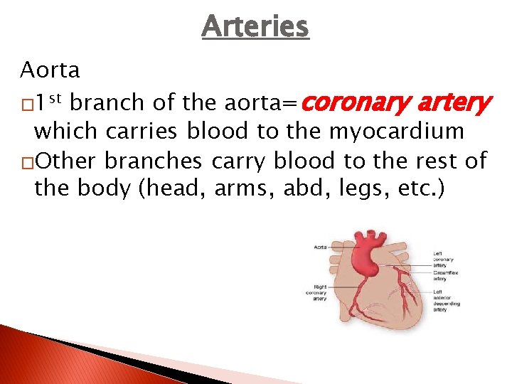 Arteries Aorta � 1 st branch of the aorta=coronary artery which carries blood to