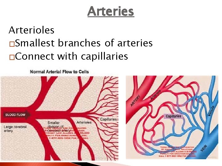 Arteries Arterioles �Smallest branches of arteries �Connect with capillaries 