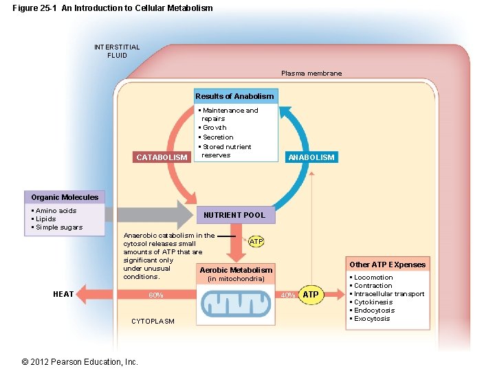 Figure 25 -1 An Introduction to Cellular Metabolism INTERSTITIAL FLUID Plasma membrane Results of