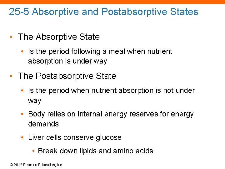 25 -5 Absorptive and Postabsorptive States • The Absorptive State • Is the period