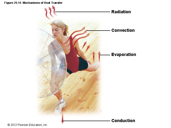 Figure 25 -14 Mechanisms of Heat Transfer Radiation Convection Evaporation Conduction © 2012 Pearson