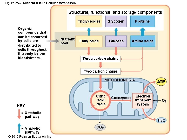 Figure 25 -2 Nutrient Use in Cellular Metabolism Structural, functional, and storage components Organic