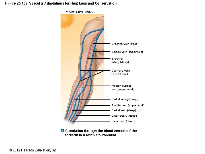 Figure 25 -15 a Vascular Adaptations for Heat Loss and Conservation WARM ENVIRONMENT Brachial