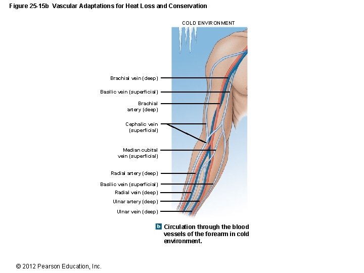 Figure 25 -15 b Vascular Adaptations for Heat Loss and Conservation COLD ENVIRONMENT Brachial