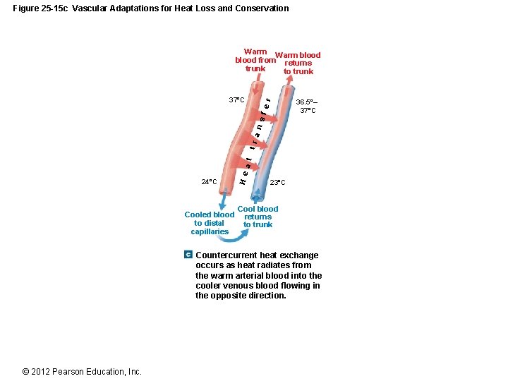 Figure 25 -15 c Vascular Adaptations for Heat Loss and Conservation 24°C Cooled blood