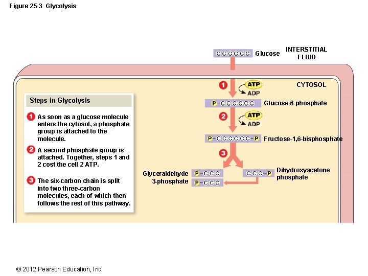 Figure 25 -3 Glycolysis Glucose INTERSTITIAL FLUID CYTOSOL Steps in Glycolysis Glucose-6 -phosphate As