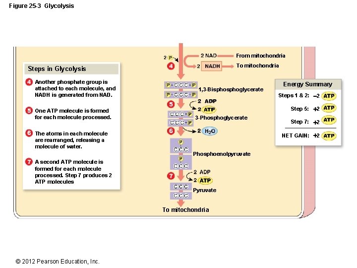 Figure 25 -3 Glycolysis From mitochondria To mitochondria Steps in Glycolysis Another phosphate group