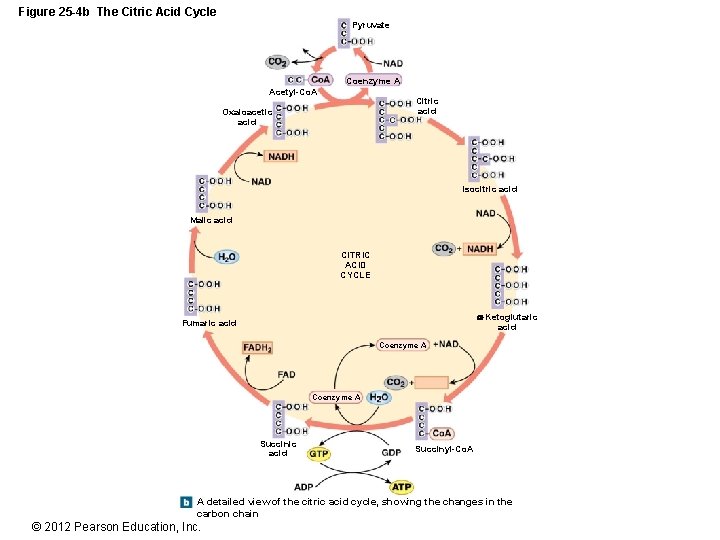 Figure 25 -4 b The Citric Acid Cycle Pyruvate Coenzyme A Acetyl-Co. A Citric