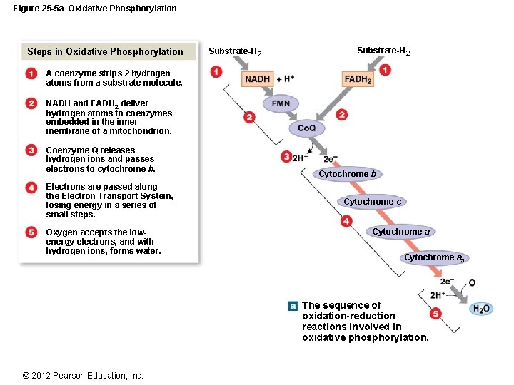 Figure 25 -5 a Oxidative Phosphorylation Steps in Oxidative Phosphorylation Substrate-H 2 A coenzyme