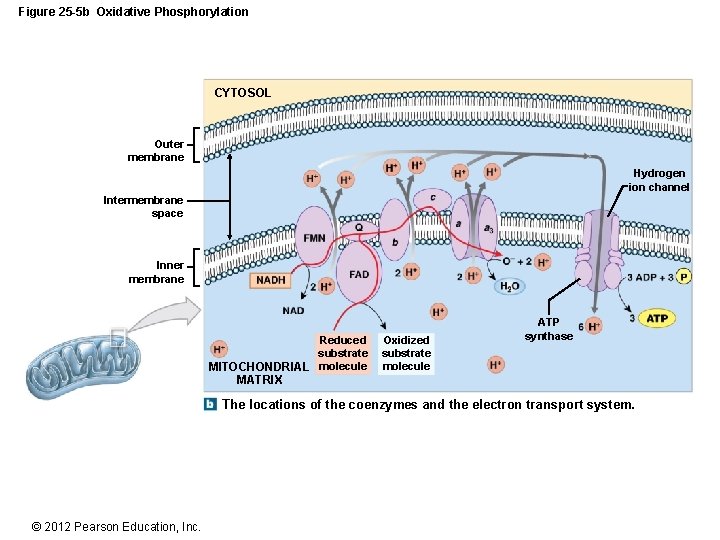 Figure 25 -5 b Oxidative Phosphorylation CYTOSOL Outer membrane Hydrogen ion channel Intermembrane space