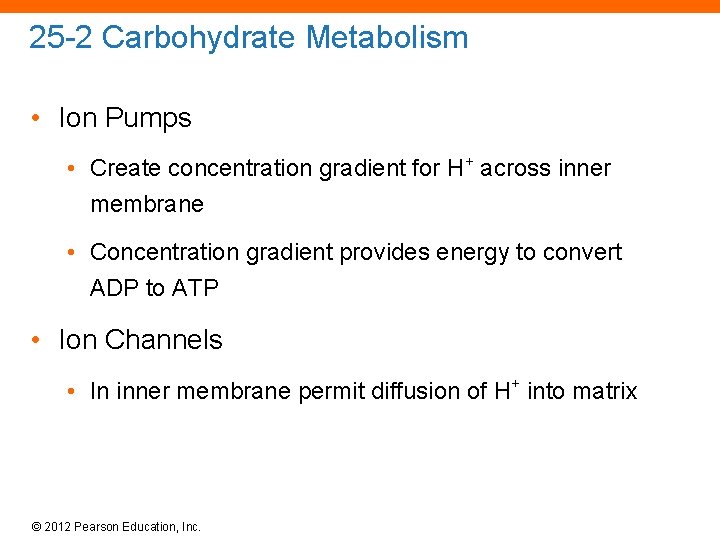 25 -2 Carbohydrate Metabolism • Ion Pumps • Create concentration gradient for H+ across