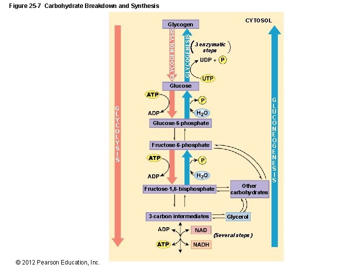 Figure 25 -7 Carbohydrate Breakdown and Synthesis CYTOSOL GLYCOGENESIS GLYCOGENOLYSIS Glycogen 3 enzymatic steps