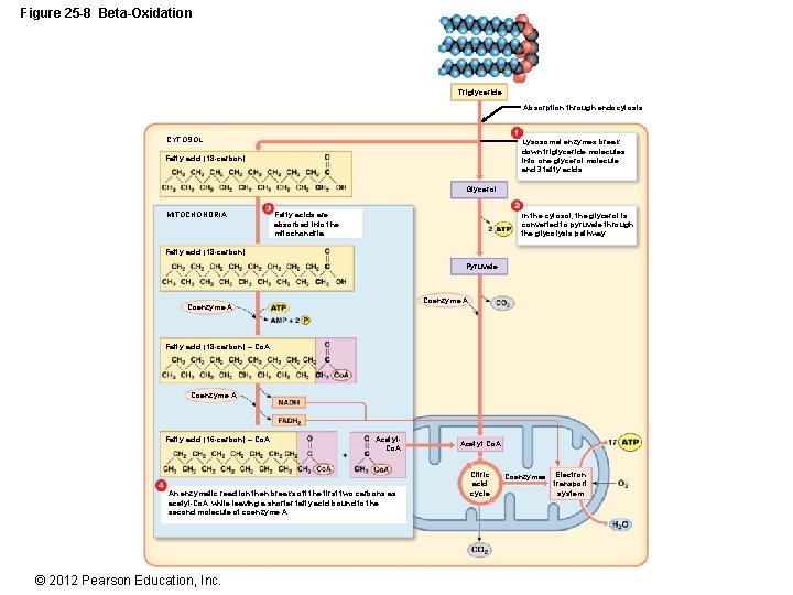 Figure 25 -8 Beta-Oxidation Triglyceride Absorption through endocytosis CYTOSOL Lysosomal enzymes break down triglyceride