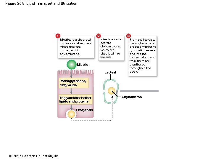 Figure 25 -9 Lipid Transport and Utilization Micelles are absorbed into intestinal mucosa where