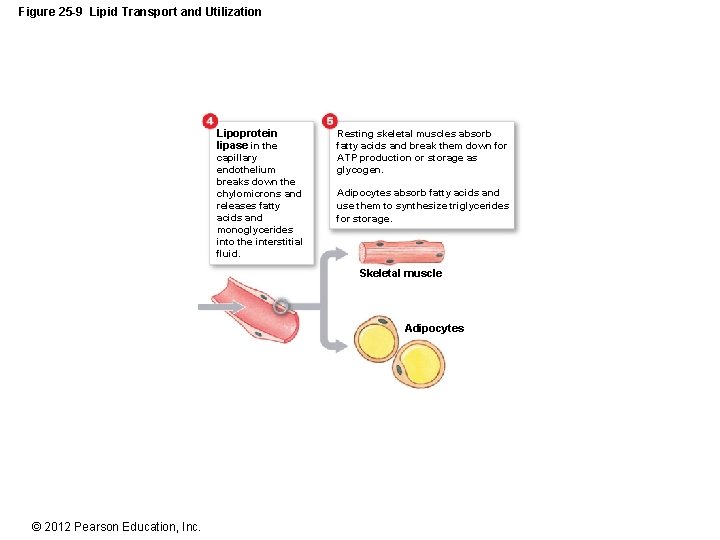 Figure 25 -9 Lipid Transport and Utilization Lipoprotein lipase in the capillary endothelium breaks