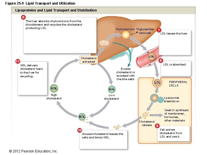 Figure 25 -9 Lipid Transport and Utilization Lipoproteins and Lipid Transport and Distribution The
