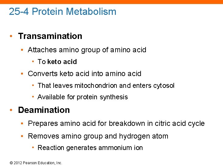 25 -4 Protein Metabolism • Transamination • Attaches amino group of amino acid •