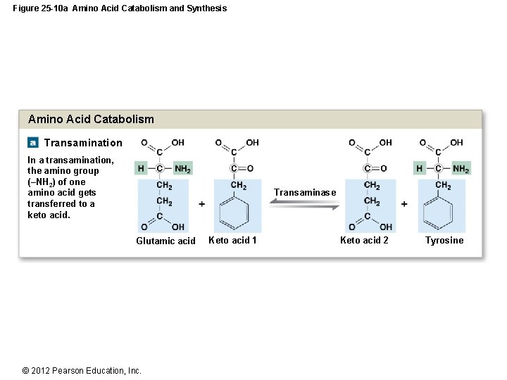 Figure 25 -10 a Amino Acid Catabolism and Synthesis Amino Acid Catabolism Transamination In