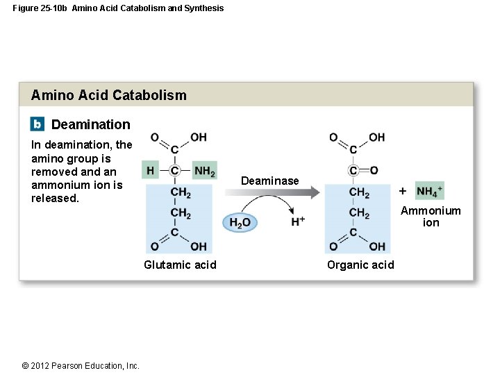 Figure 25 -10 b Amino Acid Catabolism and Synthesis Amino Acid Catabolism Deamination In