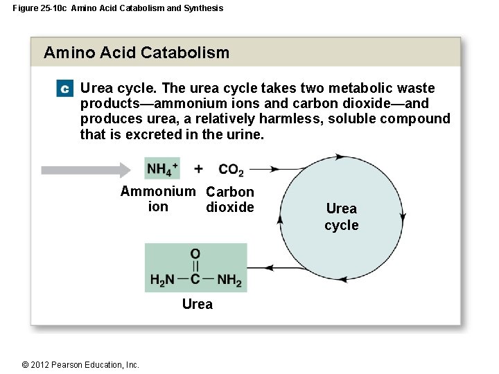 Figure 25 -10 c Amino Acid Catabolism and Synthesis Amino Acid Catabolism Urea cycle.