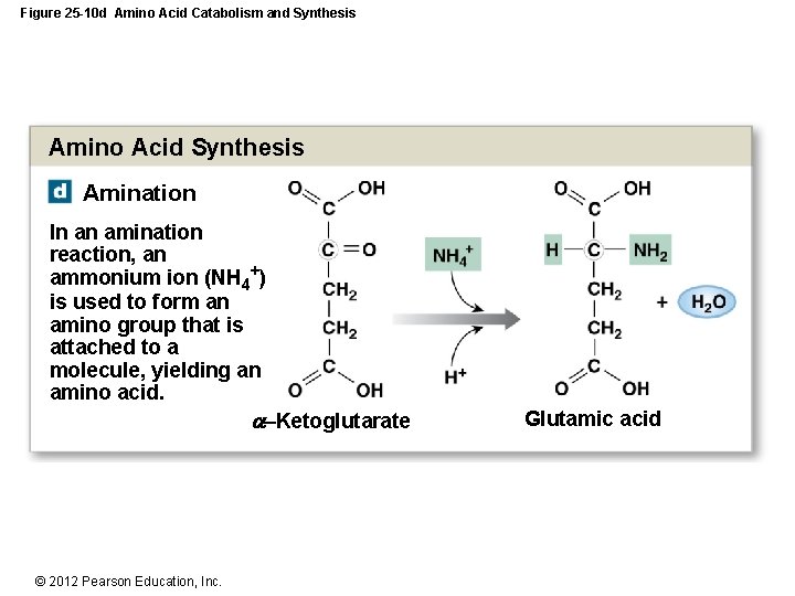 Figure 25 -10 d Amino Acid Catabolism and Synthesis Amino Acid Synthesis Amination In