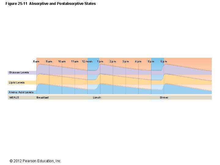 Figure 25 -11 Absorptive and Postabsorptive States 8 am 9 am 10 am 11