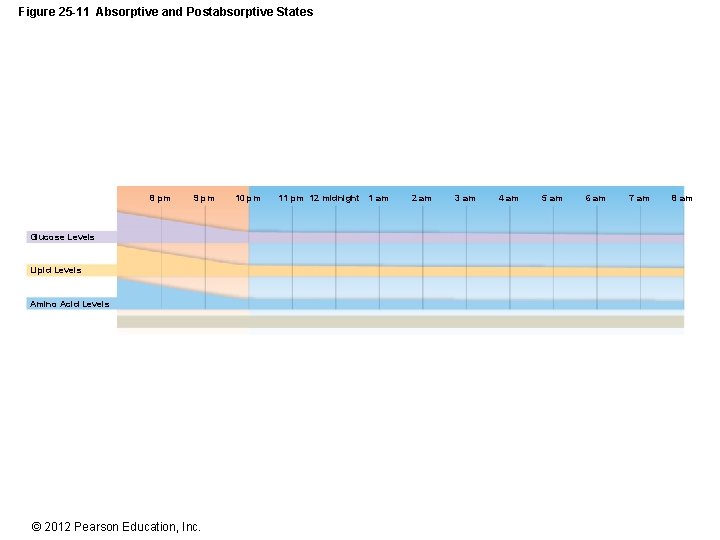 Figure 25 -11 Absorptive and Postabsorptive States 8 pm 9 pm Glucose Levels Lipid