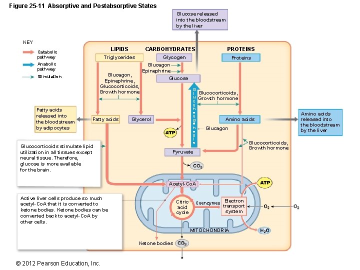 Figure 25 -11 Absorptive and Postabsorptive States Glucose released into the bloodstream by the