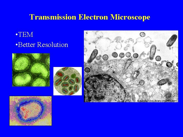 Transmission Electron Microscope • TEM • Better Resolution 