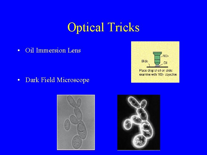 Optical Tricks • Oil Immersion Lens • Dark Field Microscope 