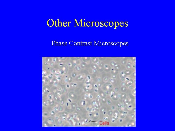Other Microscopes Phase Contrast Microscopes 