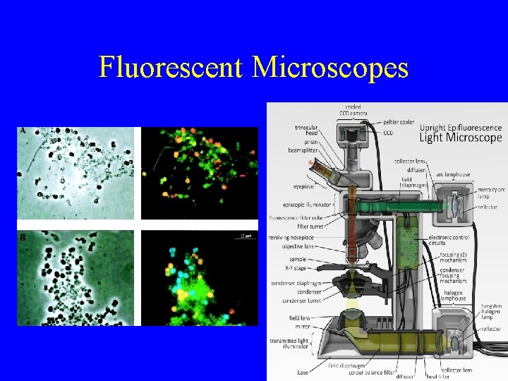 Fluorescent Microscopes 