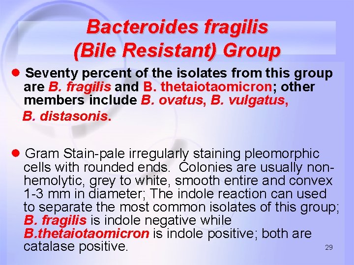Bacteroides fragilis (Bile Resistant) Group ● Seventy percent of the isolates from this group