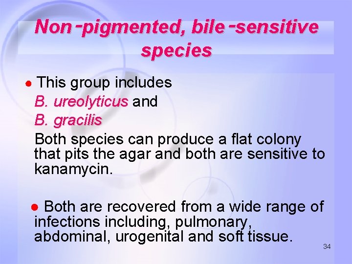 Non‑pigmented, bile‑sensitive species ● This group includes B. ureolyticus and B. gracilis Both species