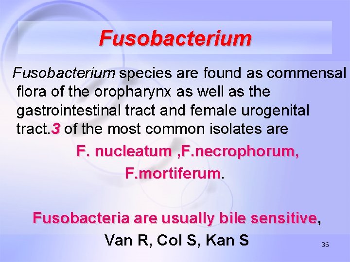 Fusobacterium species are found as commensal flora of the oropharynx as well as the
