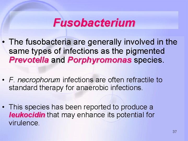 Fusobacterium • The fusobacteria are generally involved in the same types of infections as