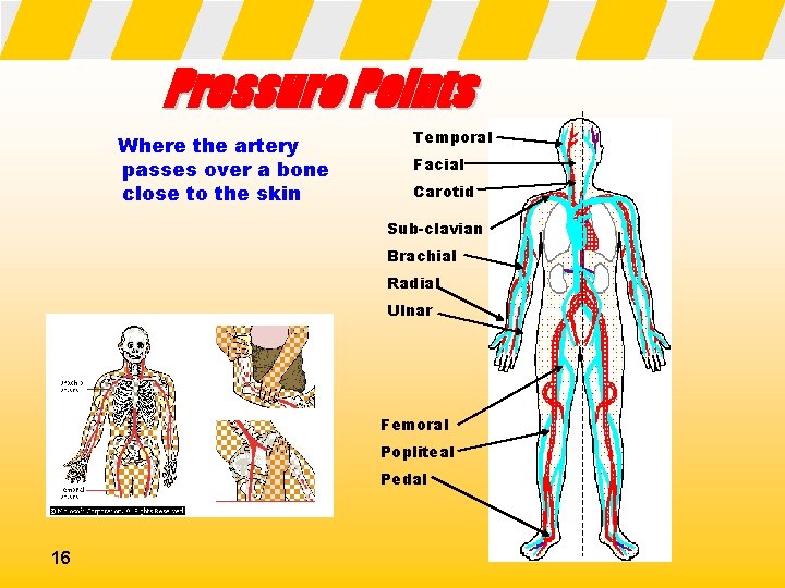 Pressure Points Where the artery passes over a bone close to the skin Temporal