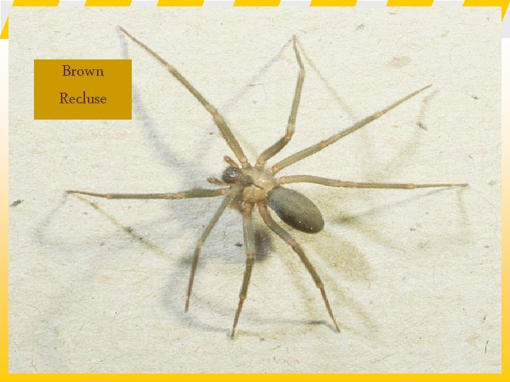 Brown Recluse 34 