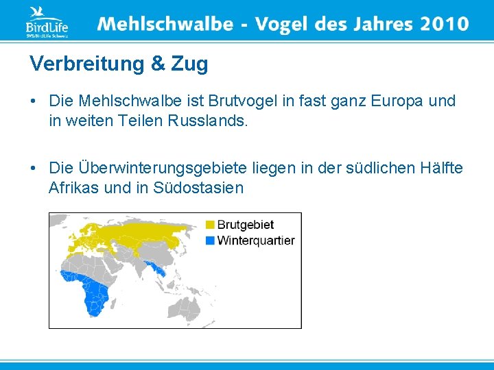 Verbreitung & Zug • Die Mehlschwalbe ist Brutvogel in fast ganz Europa und in