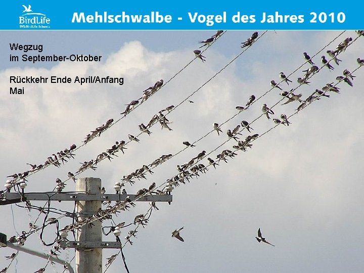 Verbreitung & Zug Wegzug im September-Oktober Rückkehr Endeaus April/Anfang Wegzug dem Mai Brutgebiet in