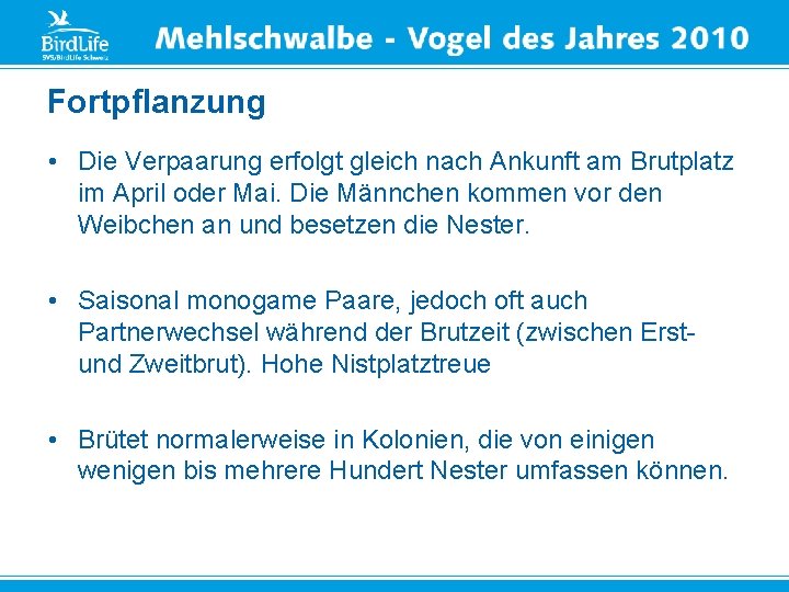 Fortpflanzung • Die Verpaarung erfolgt gleich nach Ankunft am Brutplatz im April oder Mai.