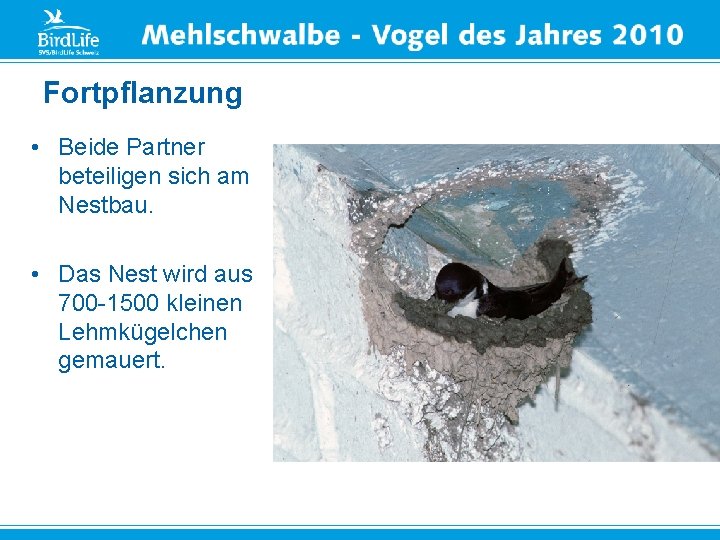 Fortpflanzung • Beide Partner beteiligen sich am Nestbau. • Das Nest wird aus 700