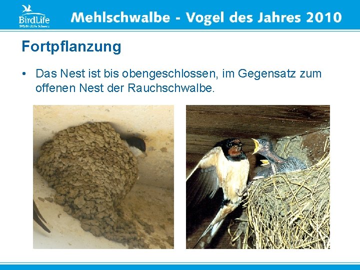 Fortpflanzung • Das Nest ist bis obengeschlossen, im Gegensatz zum offenen Nest der Rauchschwalbe.