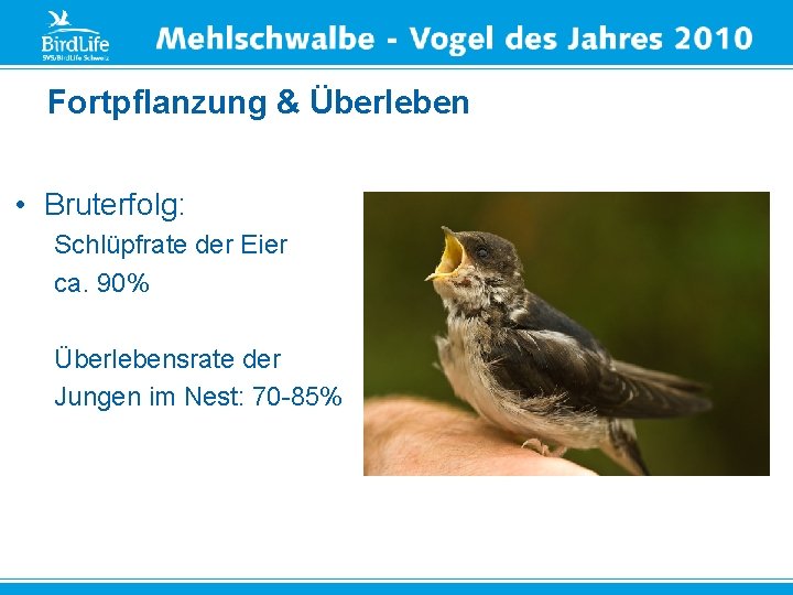 Fortpflanzung & Überleben • Bruterfolg: Schlüpfrate der Eier ca. 90% Überlebensrate der Jungen im