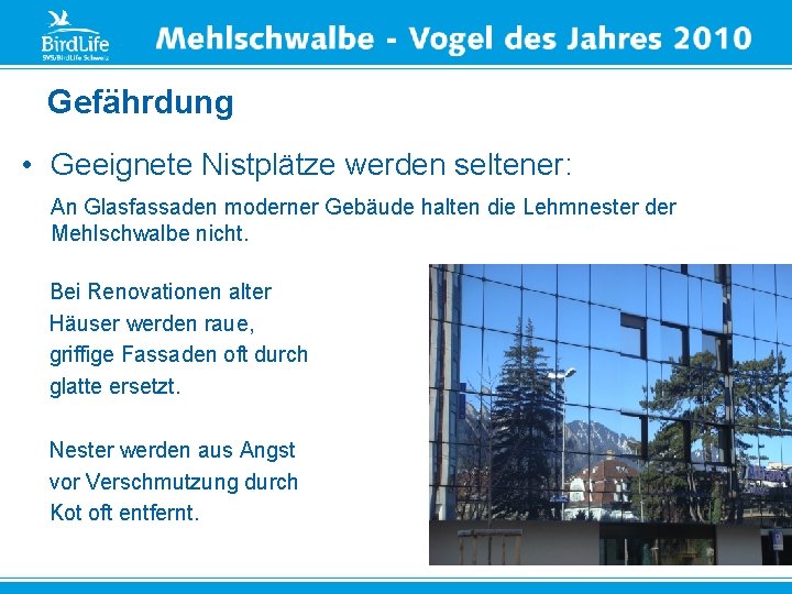 Gefährdung • Geeignete Nistplätze werden seltener: An Glasfassaden moderner Gebäude halten die Lehmnester der