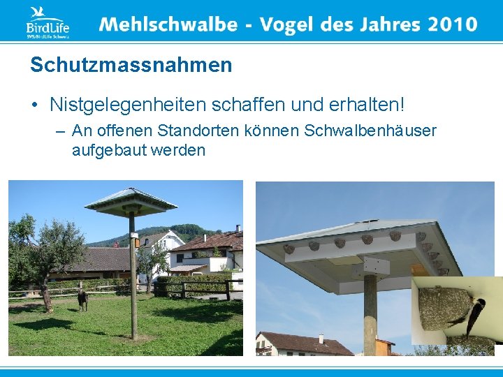 Schutzmassnahmen • Nistgelegenheiten schaffen und erhalten! – An offenen Standorten können Schwalbenhäuser aufgebaut werden