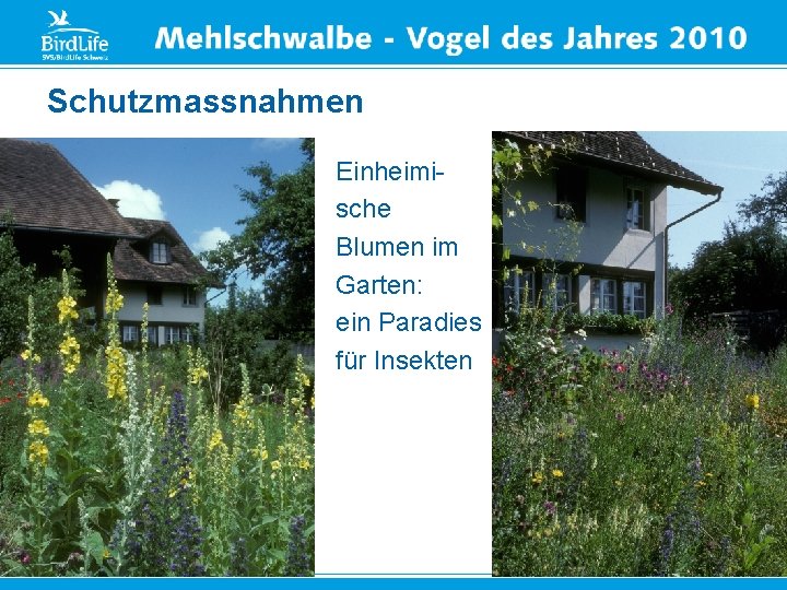 Schutzmassnahmen Einheimische Blumen im Garten: ein Paradies für Insekten Ruderalflächen 